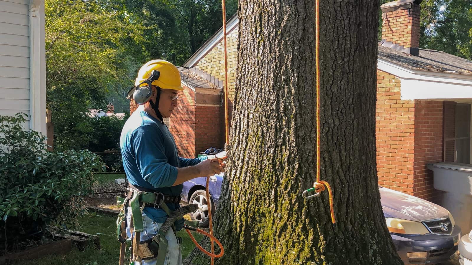 Bruno Tree Service crew at work