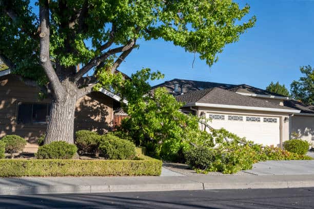 Emergency tree removal service