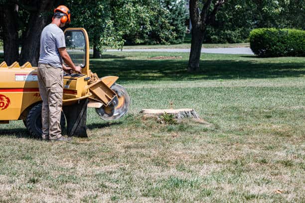 Stump removal service