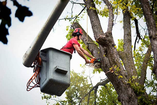 Tree removal service